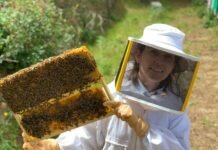Весеннее пчеловодство: пасечные задачи на новый сезон
